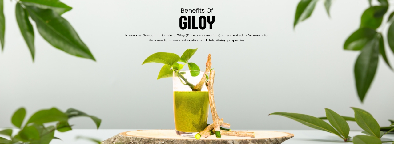 Giloy (Guduchi): Ayurveda’s Rejuvenating Herb 